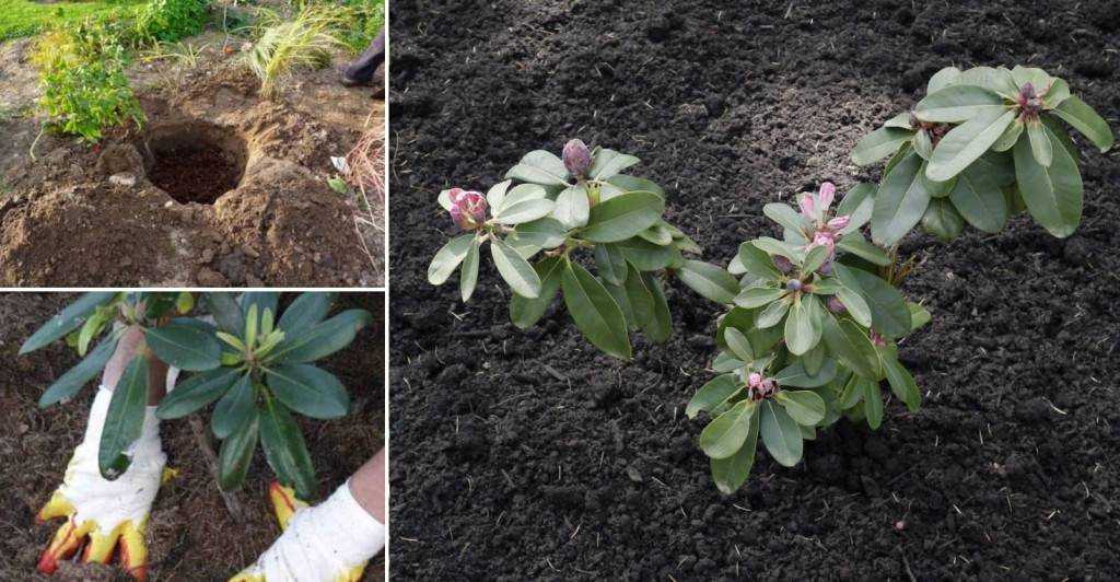 Сорта рододендрона якушиманского: описание, выращивание