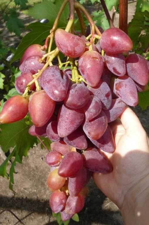 Как ухаживать за виноградом в июле 2021 года, что и когда делать?