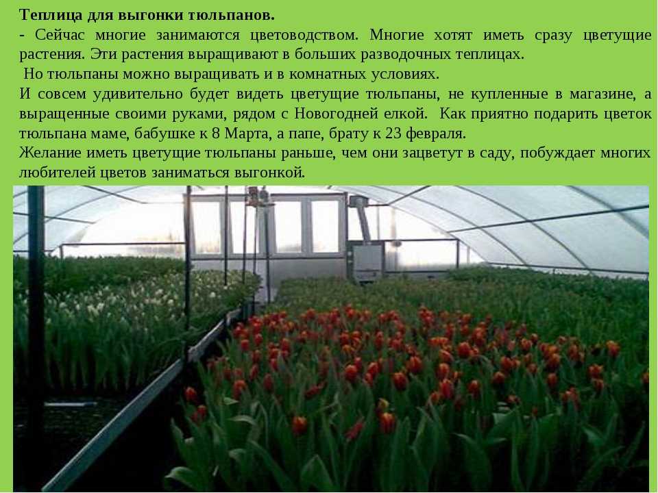 Хризантемы: описание, виды, особенности выращивания в домашних условиях и в открытом грунте - sadovnikam.ru