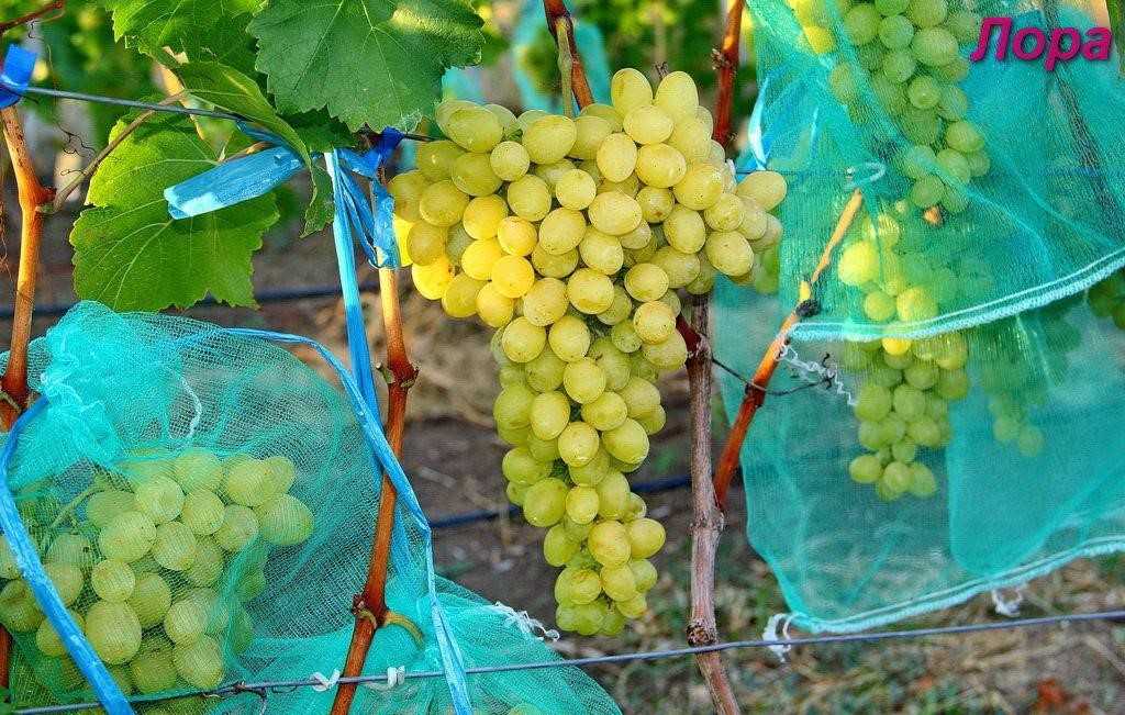 Виноград долгожданный