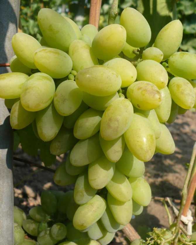 Виноград тимур: описание сорта, фото, отзывы