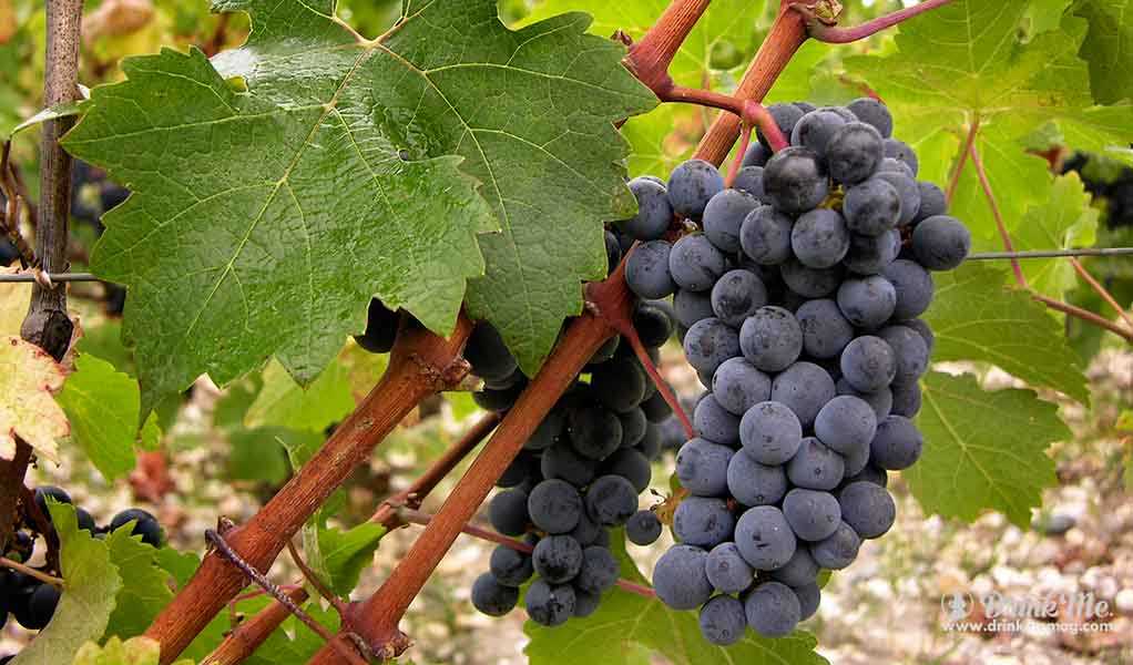 Виноград каберне кортис: описание и характеристики сорта, особенности ухода и фото