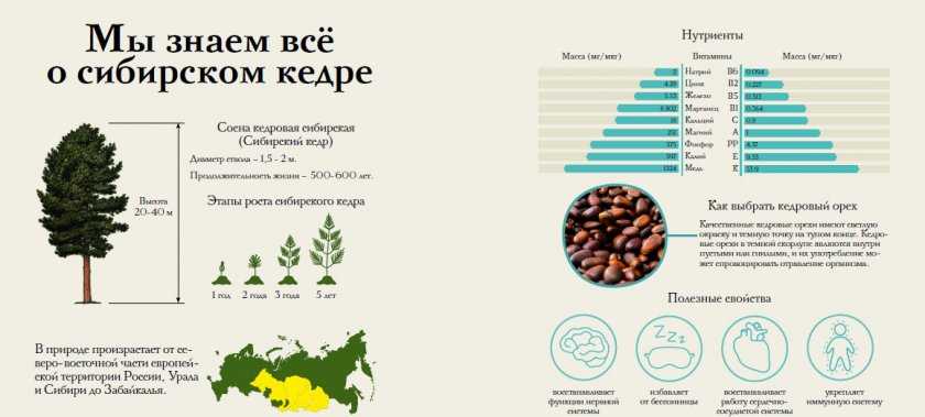 ✅ сколько лет живут березы: время жизни деревьев - vsengin.ru