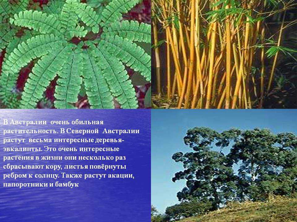 Круглый кактус: виды, их описание и выращивание