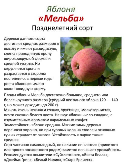 Как посадить и вырастить яблоню сорта "медуница" у себя на участке