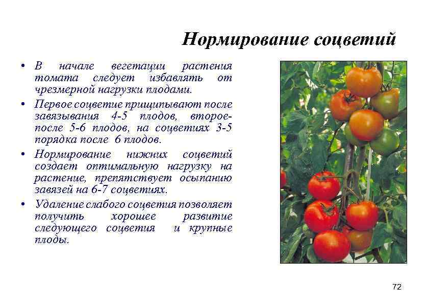 ᐉ как вырастить подсолнух, где и как сажать, как ухаживать, видео - my-na-dache.ru