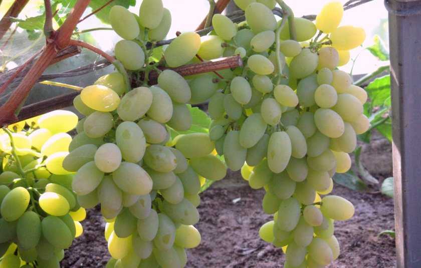 Виноград тимур: описание сорта с характеристикой и отзывами, особенности посадки и выращивания, фото