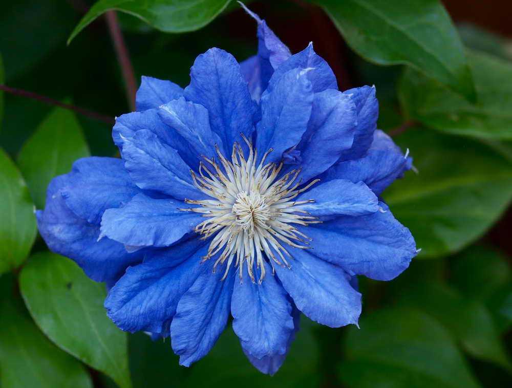 Голубые клематисы (30 фото): описание синих кустовых и махровых сортов клематиса,  «голубой щенок» и «синий дождь», мелкоцветковые сорта