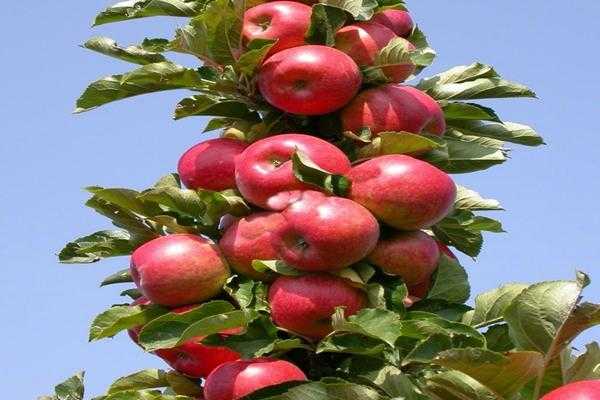 Описание сорта яблони аркад бирюкова: фото яблок, важные характеристики, урожайность с дерева