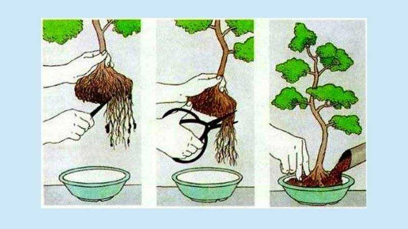Как выращивать бонсай: выбор растения, почвы и горшка, выращивание дерева из семян, саженцев и черенков, правила посадки и формирование кроны, техника ухода