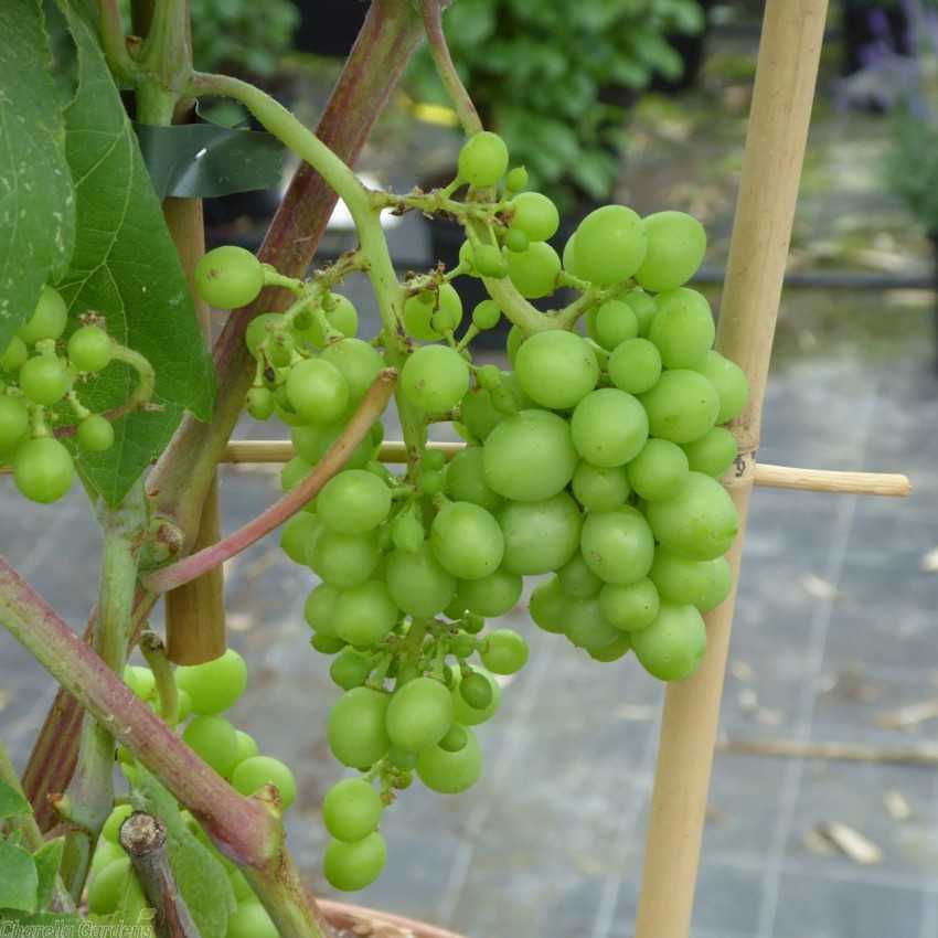 Виноград мускат белый: описание и характеристики сорта, особенности ухода и фото