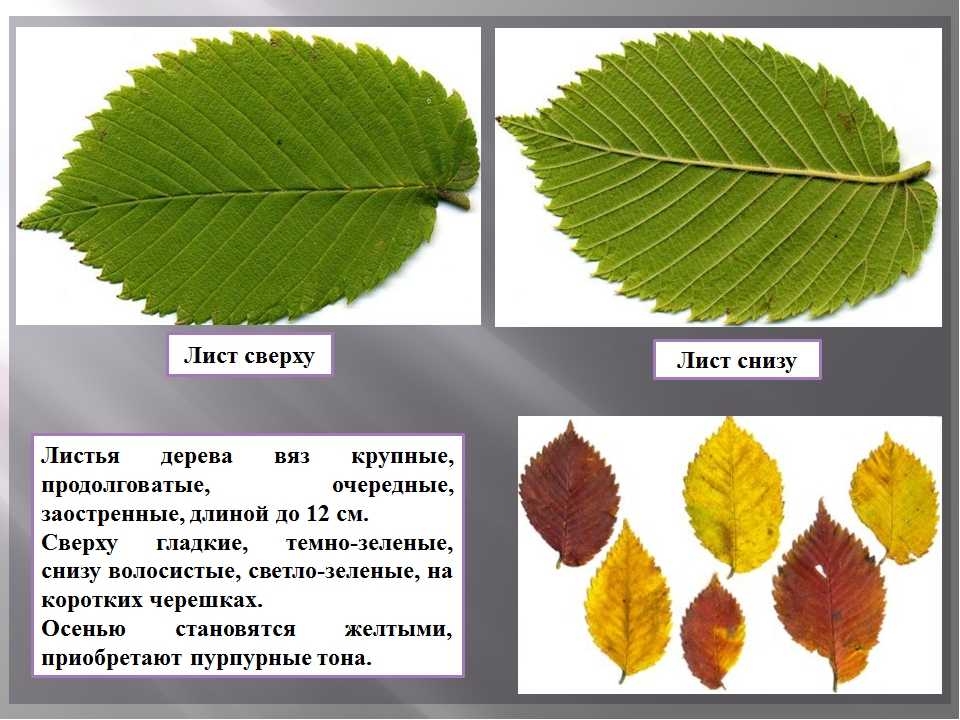 Вяз (дерево): фото и описание :: syl.ru