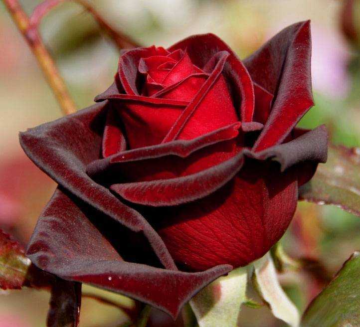 Плетистые розы: фото и описание, сорта, уход в открытом грунте