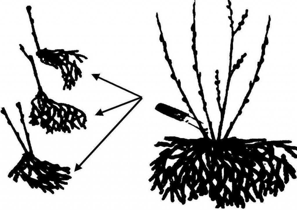 Спирея: размножение черенками весной, летом и осенью
