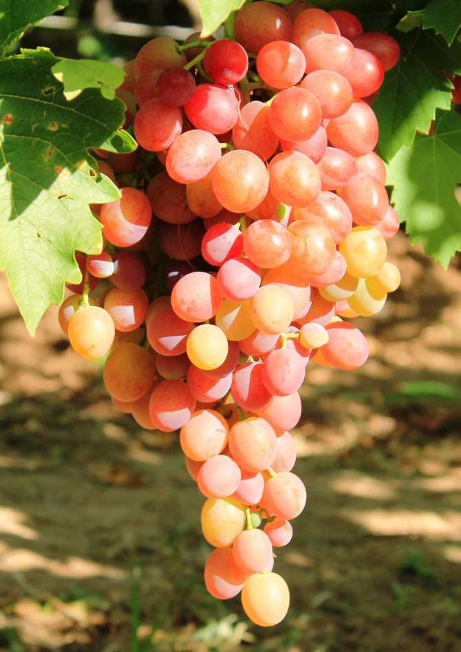 Виноград ливия описание сорта, посадка и уход
