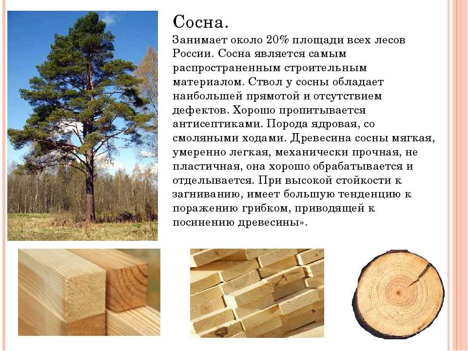 Береза — русское дерево