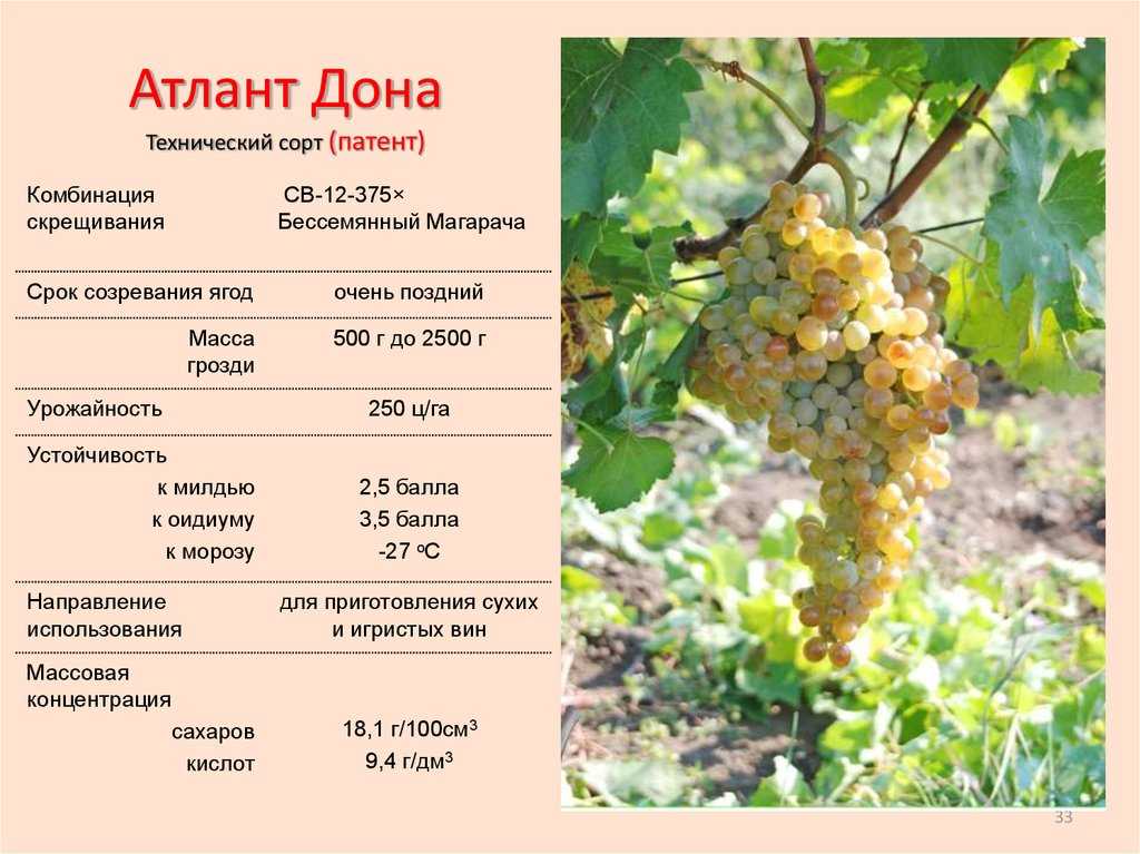 Лучшие сорта винограда - фото, названия и описания (каталог)