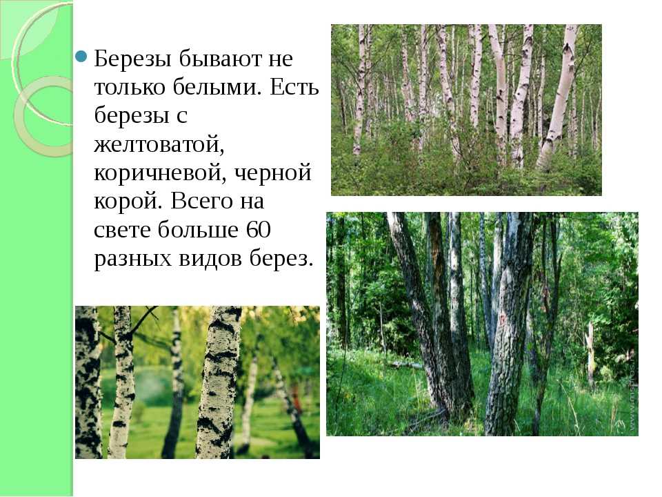 Береза (39 фото): где растут деревья семейства березовые? их высота и описание. как выглядит ствол? что это такое и как размножается?