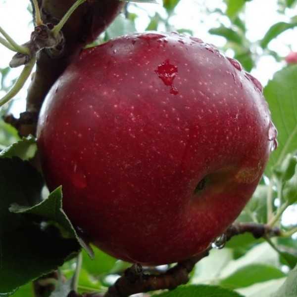 Описание сорта яблони абориген: фото яблок, важные характеристики, урожайность с дерева