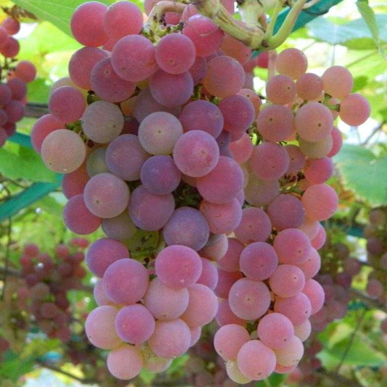 Виноград минский розовый: описание и характеристики сорта, особенности ухода и фото