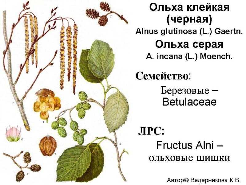 Ольха — описание дерева и листьев