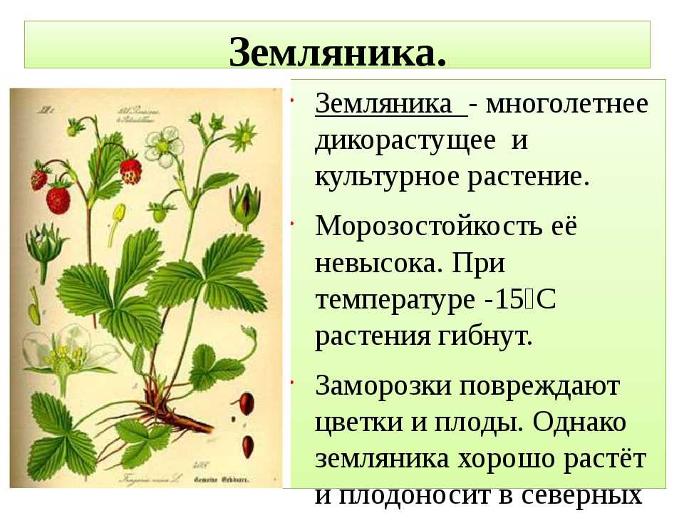 Клубника мея: описание и характеристики сорта садовой земляники, правила выращивания виктории и фото