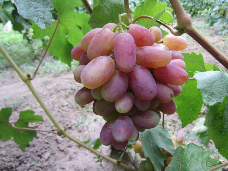 Виноград "юлиан": описание сорта, фото, посадка и уход