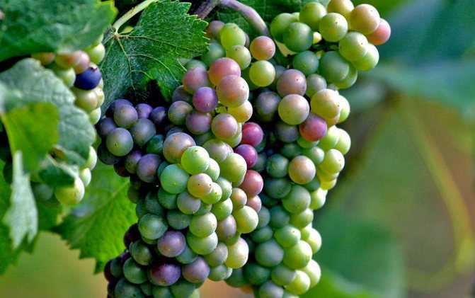 Виноград бианка