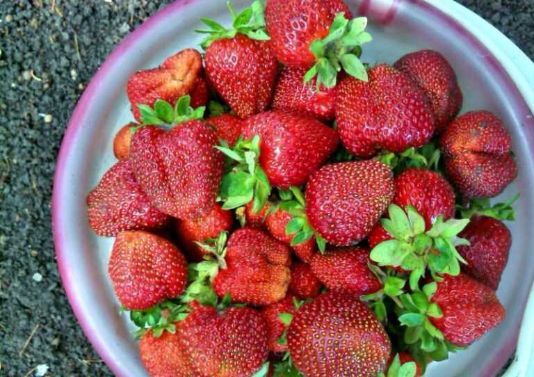 Земляника сашенька: описание и характеристики мелкой ягоды, правила выращивания и фото