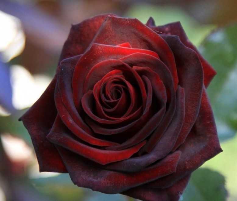 Розы (65 фото): как ухаживать за красивыми домашними цветами? уход за самыми высокими кустами в саду. как посадить розы?