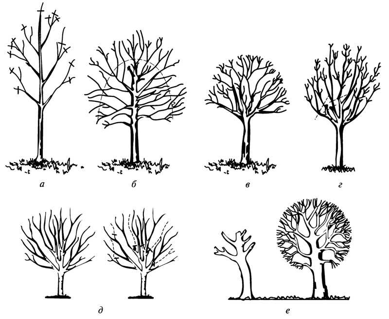 Как и в какое время правильно обрезать деревья и кустарники?