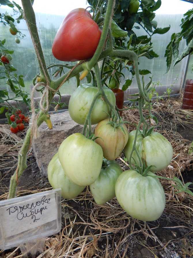 Характеристика и описание сорта томата тяжеловес сибири, его урожайность