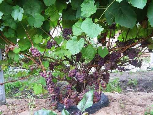 Виноград тимур розовый: описание и характеристики сорта, особенности ухода и фото