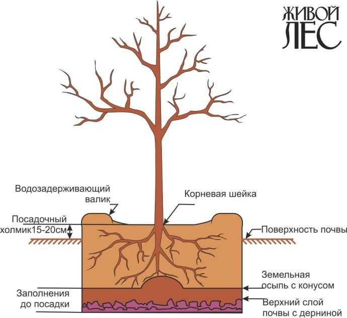 Корневая система растений, как правильно определить размеры корневой системы плодового дерева, полезные советы