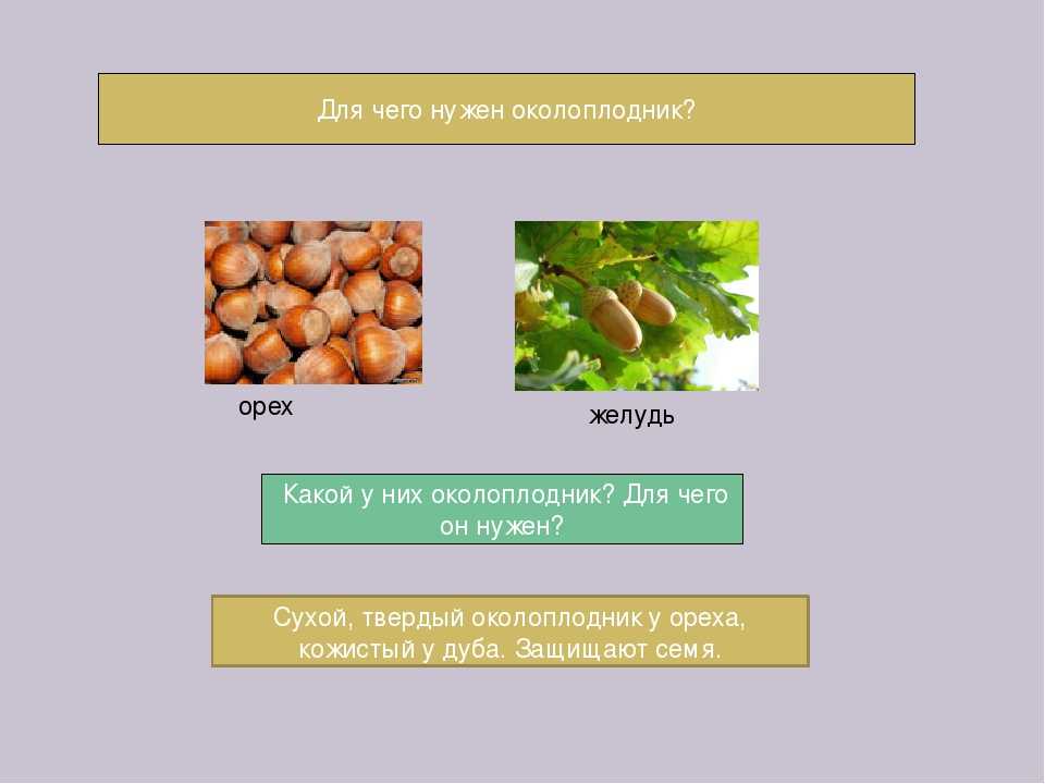 Дуб скальный (29 фото): цвет горного дуба, описание вида и отличия от черешчатого, плоды кавказского дерева скальных пород