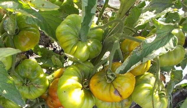 Как сажать семена базилика и ухаживать за растением