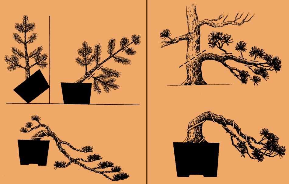 Бонсай: как вырастить в домашних условиях дерево своими руками из набора и семян пошагово с фото, а также сколько длится размножение сосны и яблони