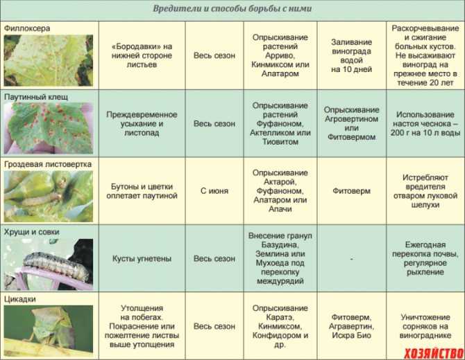 Садовая ежевика (23 фото): правила посадки и ухода. размножение и обрезка. правильное выращивание в открытом грунте на урале и в других регионах