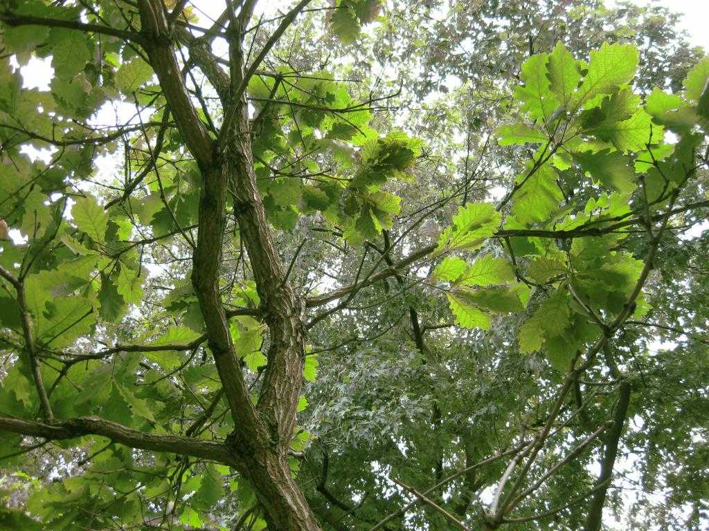 Дуб (73 фото): как выглядит дерево? описание видов. что это такое и где растет? скорость роста и высота, размножение семенами