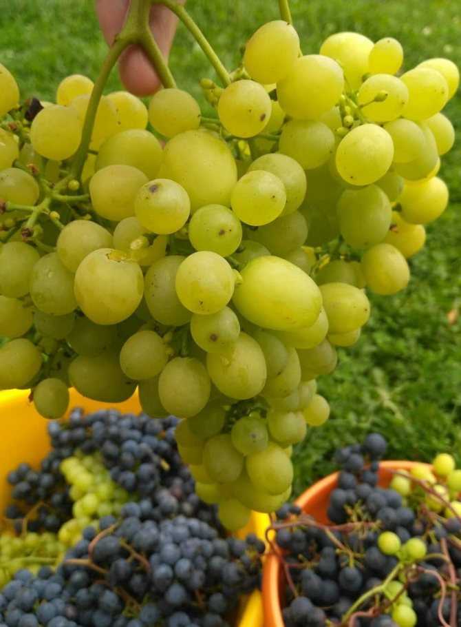 Виноград алешенькин описание и характеристика сорта, выращивание и уход, отзывы, фото