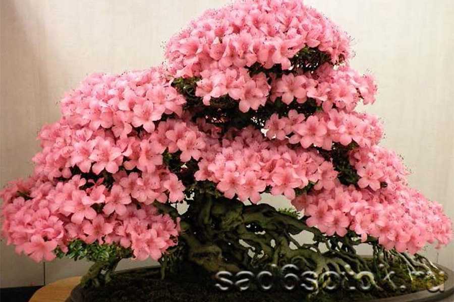 Японская сакура бонсай: фото, уход, как вырастить из семян.