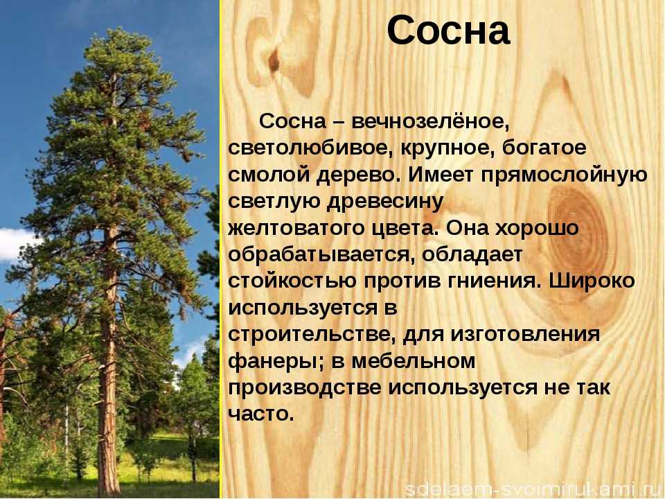 Описание граба, где растёт дерево в россии