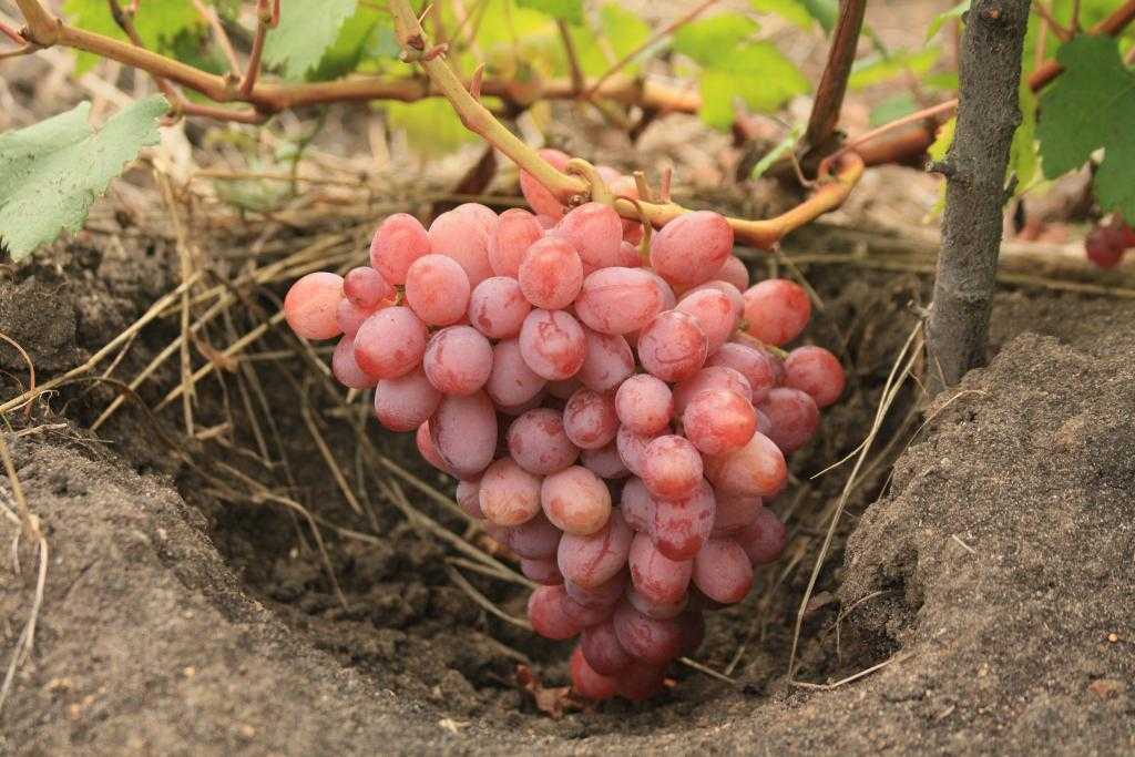 Описание и характеристика винограда сорта ливия
