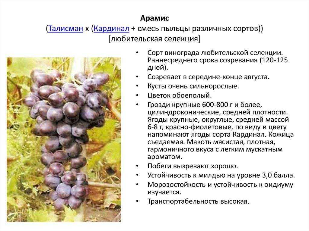 Виноград румба: описание сорта, фото, отзывы