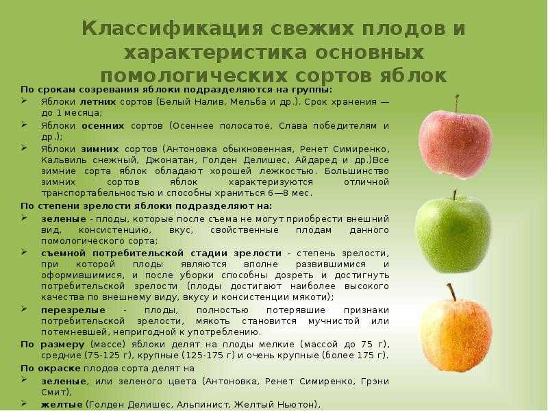 Описание сорта яблони свежесть: фото яблок, важные характеристики, урожайность с дерева