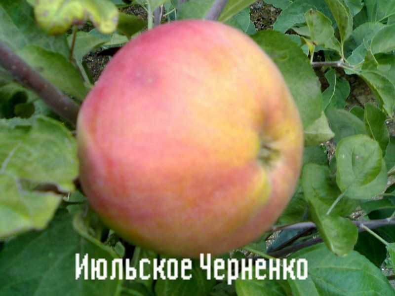 Яблоня июльское черненко: описание и характеристики сорта, выращивание, отзывы