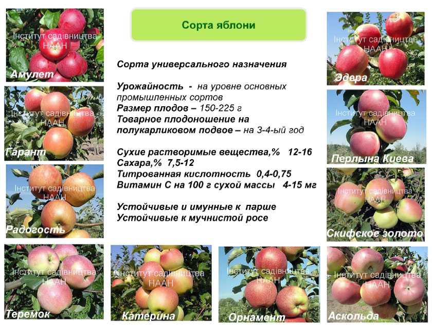 Яблоня мельба: описание сорта, фото яблок, важные характеристики, урожайность с дерева