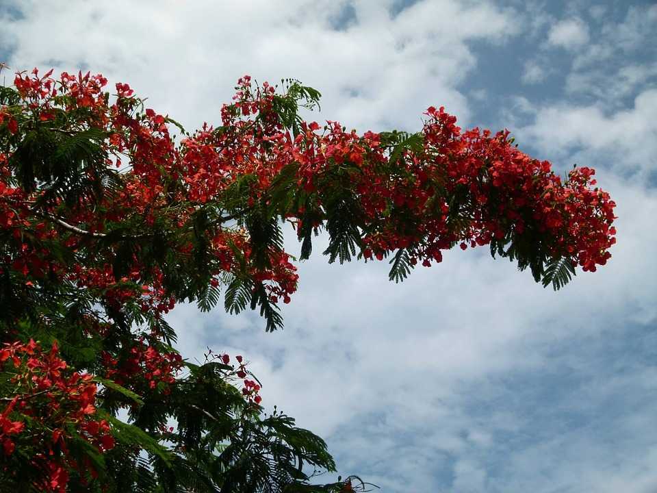 Кустарниковое дерево с красными цветами 1