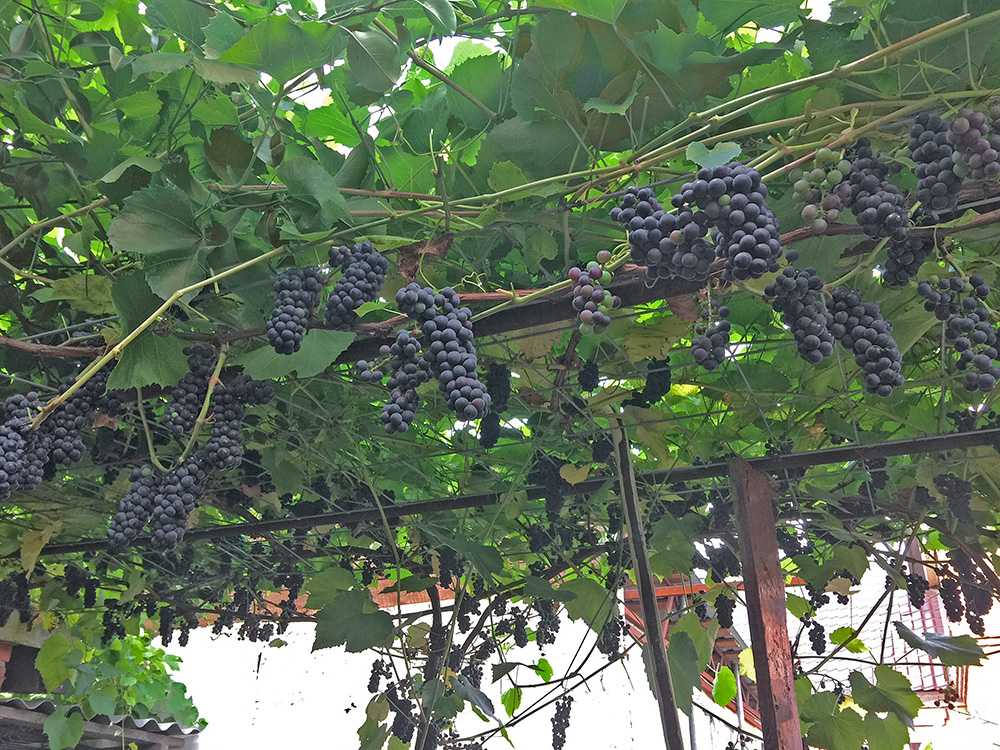 Виноград велес: характеристика и описание сорта