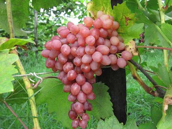Виноград «кишмиш лучистый»: описание и выращивание